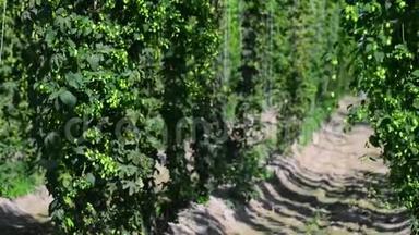绿色新<strong>鲜啤酒</strong>花锥，用于制作<strong>啤酒</strong>和面包特写。 农业背景。